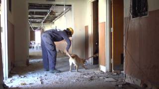 Rescue dogs train to save you when your house collapses [upl. by Rolyab]