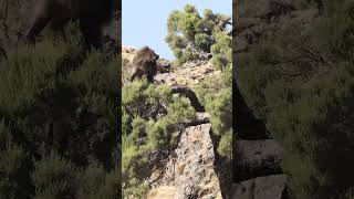 The gelada baboon ethiopia gelada money wildlife ethiopianwildlife [upl. by Amal]