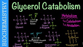 Glycerol Catabolism  Biochemistry [upl. by Yatnuahc]