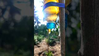 Drip water irrigation by water bottle💧🌱shortsirrigationpseudomonasselfwatering [upl. by Earle104]