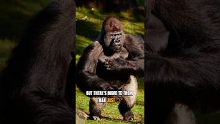 Meet The Silverback GorillaLargest Primate Species On Earth [upl. by Sucirdor31]