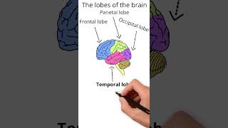 The lobes of the brain  Neuroscience [upl. by Tess]