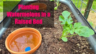 Planting Watermelons in a Raised BedFertilizingTipsEasy Clay Pot Irrigation [upl. by Inail]