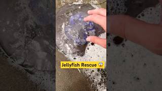 Eating Sea Foam amp Rescuing Jellyfish animals nature shorts [upl. by Enak]