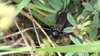 Field Cricket Gryllidae Gryllus Female Feeding [upl. by Reena627]