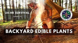 Easy to Identify Backyard Edibles for Survival 24 Hour Survival Ch 10  Gray Bearded Green Beret [upl. by Hakvir672]