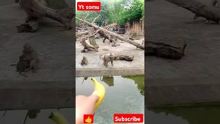 বানরের নাছ 😘😄😃 short funny viralvideo comedy animals mankey [upl. by Enelrae]