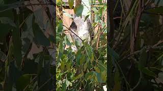 How much can a Koala bear shortvideo koala everyone [upl. by Storm]