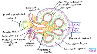 Renal Anatomy  The Glomerulus [upl. by Barbaresi]