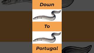 Where To Catch Conger Eel In The UK And Europe seafishinguk [upl. by Anot503]