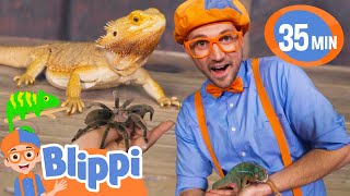 Blippi Learns All About Reptiles  BEST OF BLIPPI TOYS  Educational Videos for Kids [upl. by Sucramraj398]