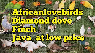 2022024 pets at low priceJava FinchDiamond doveafricanlovebirds parrots at cheap price [upl. by Kataway467]