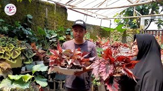 KESALAHAN KITA DALAM MERAWAT BEGONIA❗ INI PENANGANANNYA MULAI DARI MEDIA SAMPAI PERAWATAN BY BU LUSI [upl. by Arikehs454]