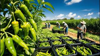 Mastering Green Chili Cultivation in Your Village StepbyStep Guide from Seed to Harvest [upl. by Terence]