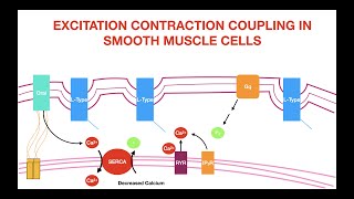 Excitation Contraction Coupling in Smooth Muscle [upl. by Jackqueline]