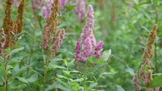 hardhack  Spiraea douglasii Identification and characteristics [upl. by Williamsen]