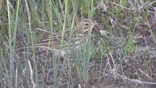 Meadow Pipit Pispola Anthus pratensis [upl. by Aem127]