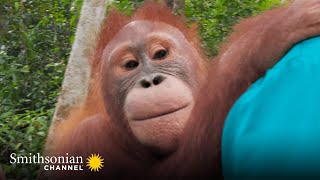 Baby Orangutan Beni Is Back in Action 🎉 Orangutan Jungle School  Smithsonian Channel [upl. by Robyn26]