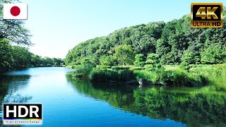 Walking tourThe harmonious charm of nature and historyichikawaJapan  HD 4K [upl. by Llerroj]