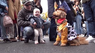 Halloween Dog Costume Parade at Tompkins Square Park  NYC [upl. by Horwath913]