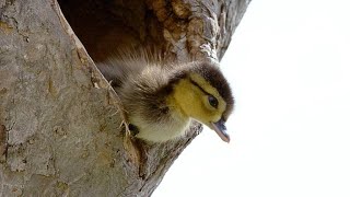 Brave Wood Ducklings Take 30Foot Leap of Faith [upl. by Yllah]