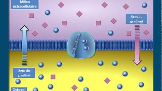 Que sont les transports membranaires [upl. by Trescott]