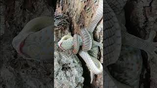 Paradise Snake vs Tokay  Samal May 2024 [upl. by Adev]