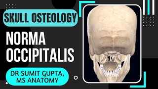 NORMA OCCIPITALIS  SKULL [upl. by Ennovi]