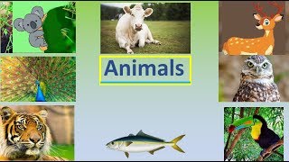 CBSE Class 3 Science Classification of animals [upl. by Lia617]