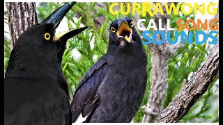 Currawong Bird Currawong Bird Calls Songs and Sounds at Sunrise [upl. by Wurtz]