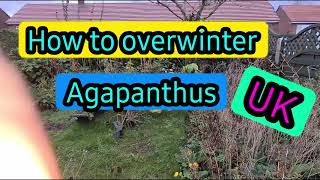 Agapanthus how to overwinter Guaranteed results [upl. by Naj]