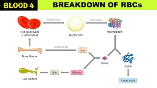 Blood 4  Breakdown of RBCs  Breakdown of Haemoglobin  Bilirubin  Urochrome  Stercobilin [upl. by Eimmat]