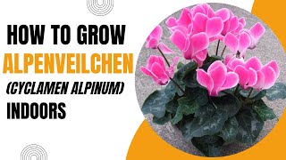 How to Grow Alpenveilchen Cyclamen Alpinum Indoors [upl. by Asiram]