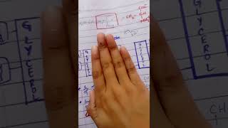 Phospholipid Structure  Chapter 17 Lippincott Biochemistry Part 1 [upl. by Awhsoj]