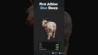 I got the First Albino Blue Sheep in theHunter Call of the Wild shorts [upl. by Nymsaj969]