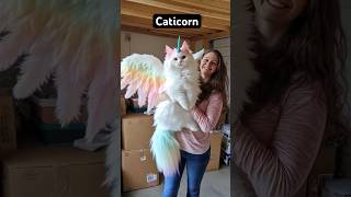 Caticorn💕 cat catlover catvideos catshow petshow [upl. by Neladgam]