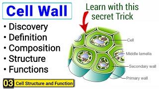 Cell wall structure and function  complete concept  Peak Lectures [upl. by Atiuqad]