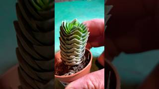 Crassula Buddhas temple succulent indoorplants houseplants plant [upl. by Bravar]