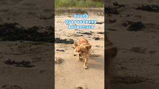 Teddy’s life’s a beach DOG walk from South Queensferry [upl. by Katrinka963]