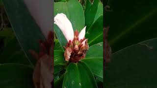 Costus flower video flute music [upl. by Carri]