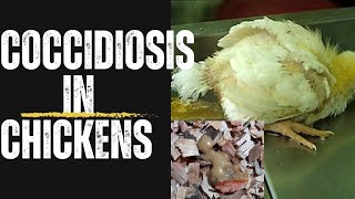 Coccidiosis early signstreatmentprevention  Ep1 [upl. by Alohcin]