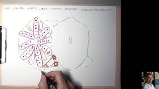 12 Classical hepatic lobule [upl. by Shaun]