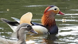 Mandarijneenden Mandarin Aix galericulata bij Kasteel Staverden  The Netherlands [upl. by Osrock]