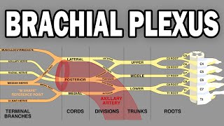 THE BRACHIAL PLEXUS AND UPPER LIMB INNERVATION [upl. by Veronika]