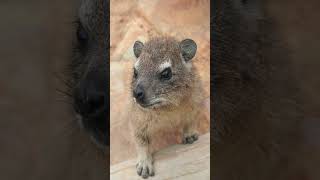 HYRAX Things you need to know about hyrax [upl. by Ylebmik]