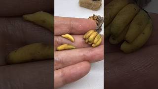 ✅️Haz INCREIBLES MINIATURAS con Porcelana Fría🍌comidaenminiatura platanos [upl. by Zerelda]