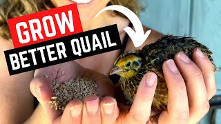 What to Feed Quail for Meat and Egg Laying  Raising Coturnix Quail for Beginners [upl. by Oliver]