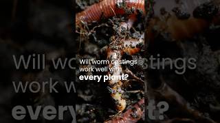 Will Worm Castings Work For All Plants [upl. by Myer]