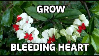 How to grow beautiful Bleeding Heart vine  Clerodendrum Thomsoniae [upl. by Yor]