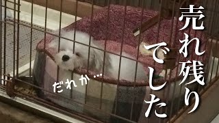 ペットショップで売れ残ってた犬をお迎えしたら… [upl. by Htebzile579]